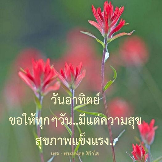 การ์ด No.10481:ภาพสวัสดียามเช้า