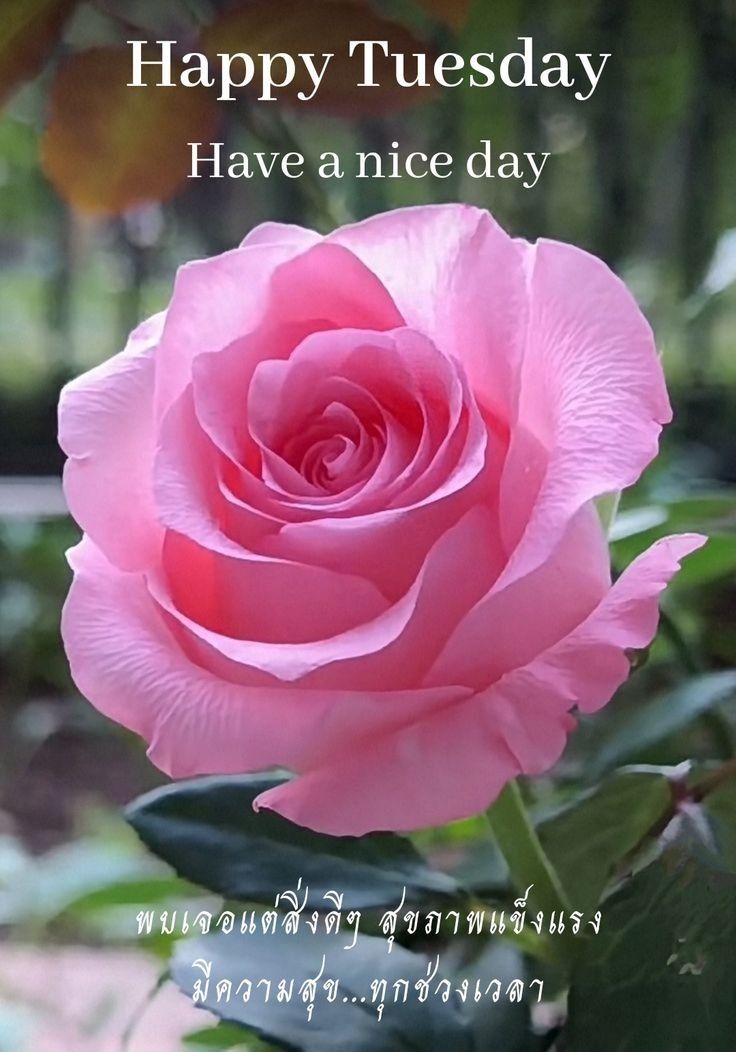 ภาพ No.16585:ทั่วไป