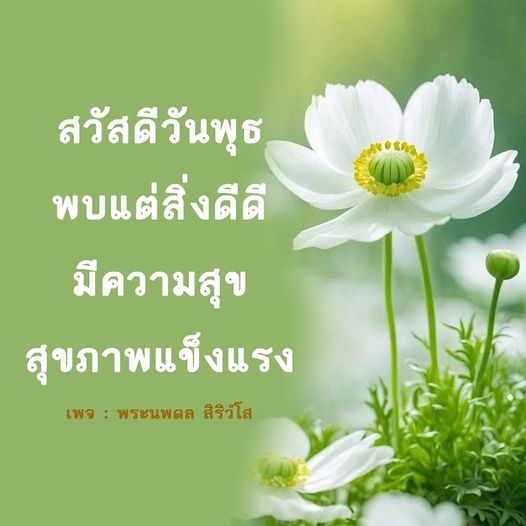 การ์ด No.8593:ภาพสวัสดียามเช้า