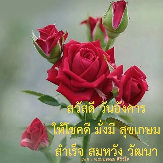 การ์ด No.12961:ภาพสวัสดียามเช้า