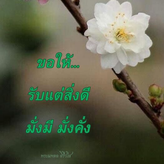 การ์ด No.9314:พระนพดล สิริวํโส