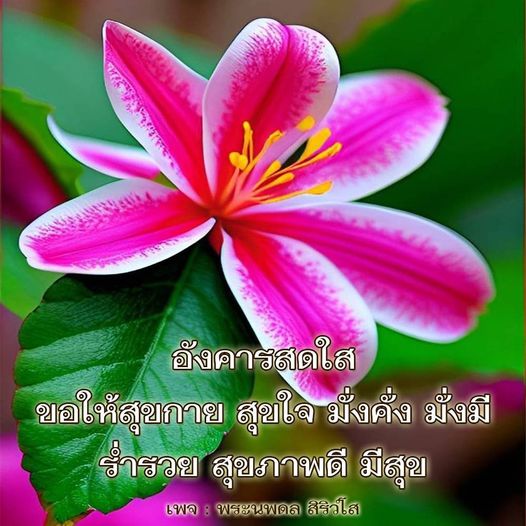 การ์ด No.11239:ภาพสวัสดียามเช้า