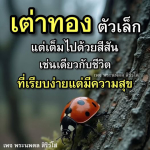 เต่าทอง: ตัวเล็กแต่เต็มไปด้วยสีสัน - พระนพดล สิริวโส