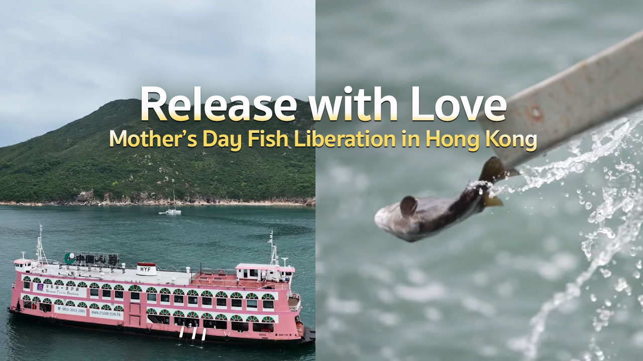 "Release with Love." Mother’s Day Fish Liberation in Hong Kong.