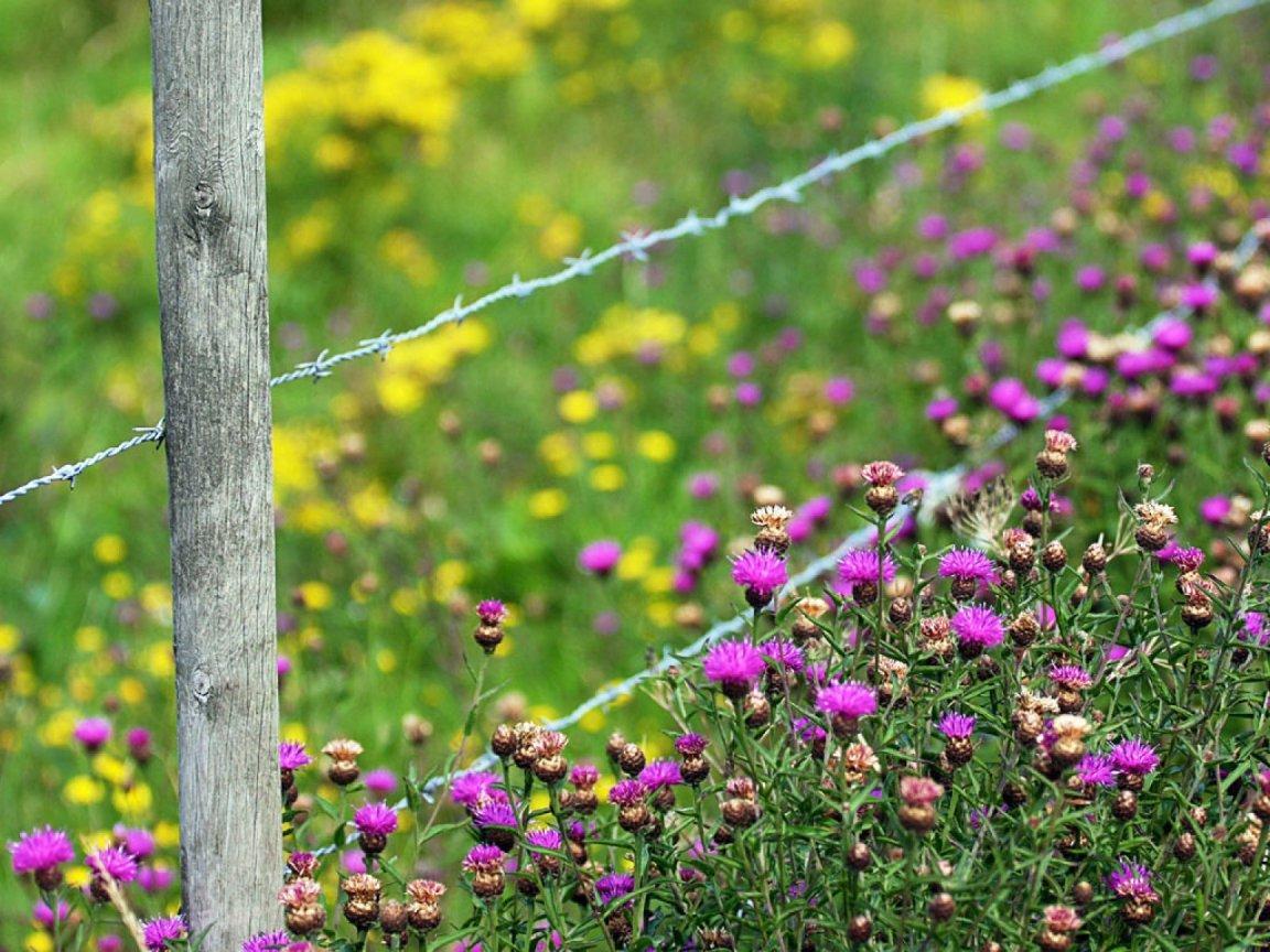 ภาพพื้นหลัง No.10169:รูปภาพดอกไม้สวยๆ