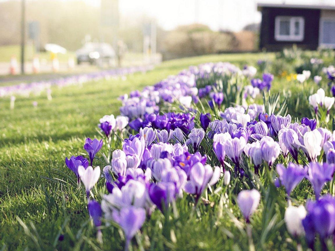 ภาพพื้นหลัง No.10189:รูปภาพดอกไม้สวยๆ