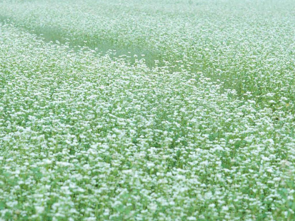 ภาพพื้นหลัง No.1028:รูปภาพดอกไม้สวยๆ