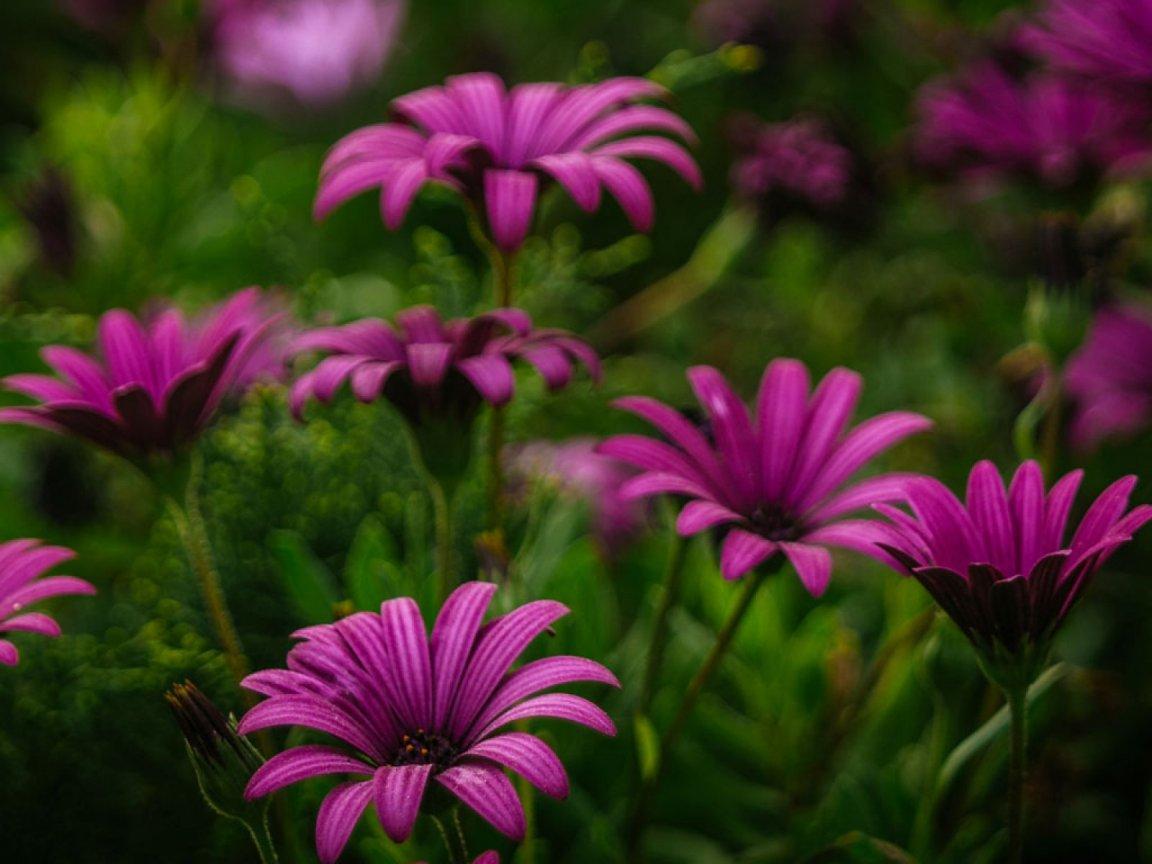 ภาพพื้นหลัง No.10647:รูปภาพดอกไม้สวยๆ