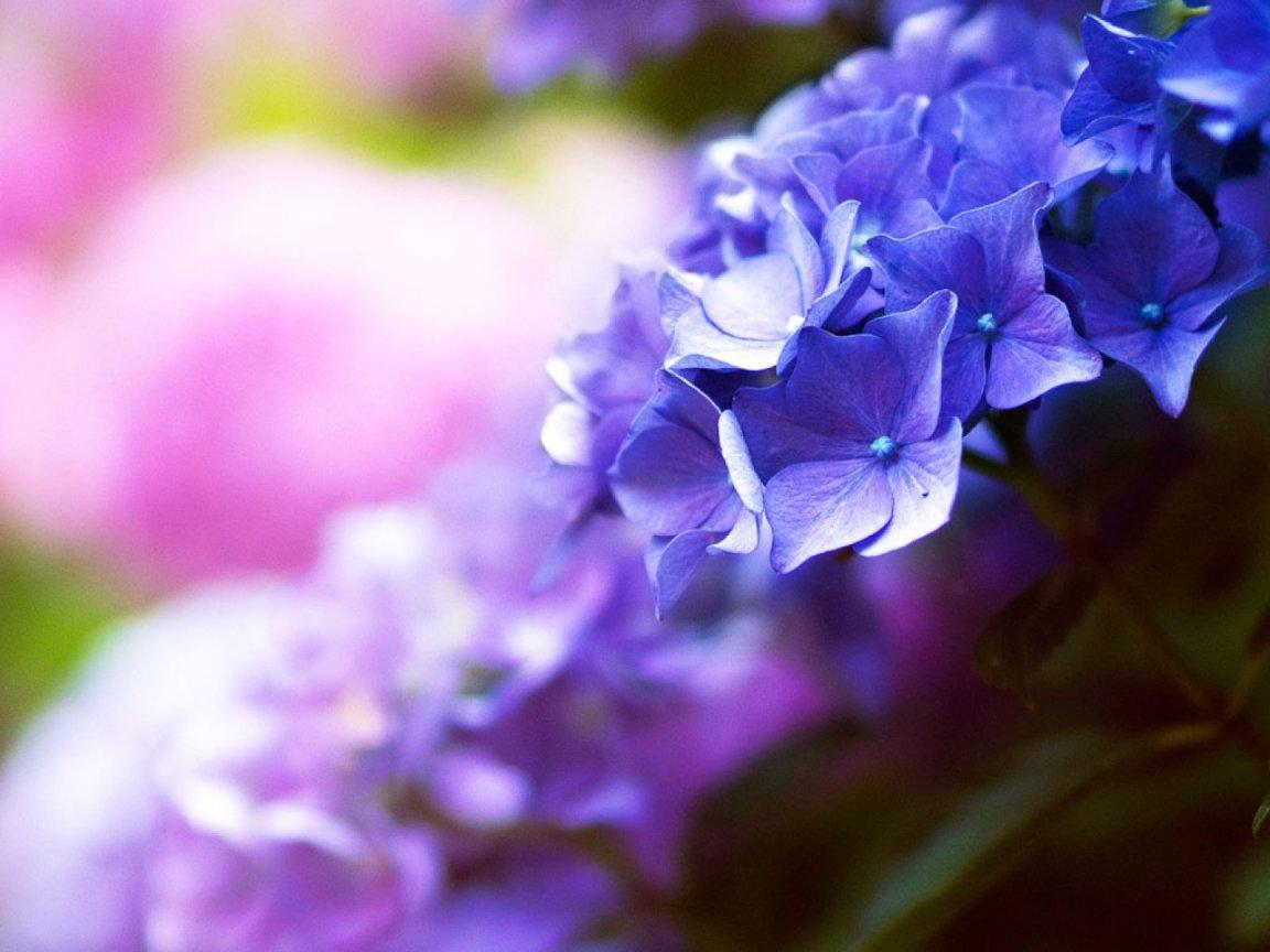 ภาพพื้นหลัง No.10649:รูปภาพดอกไม้สวยๆ