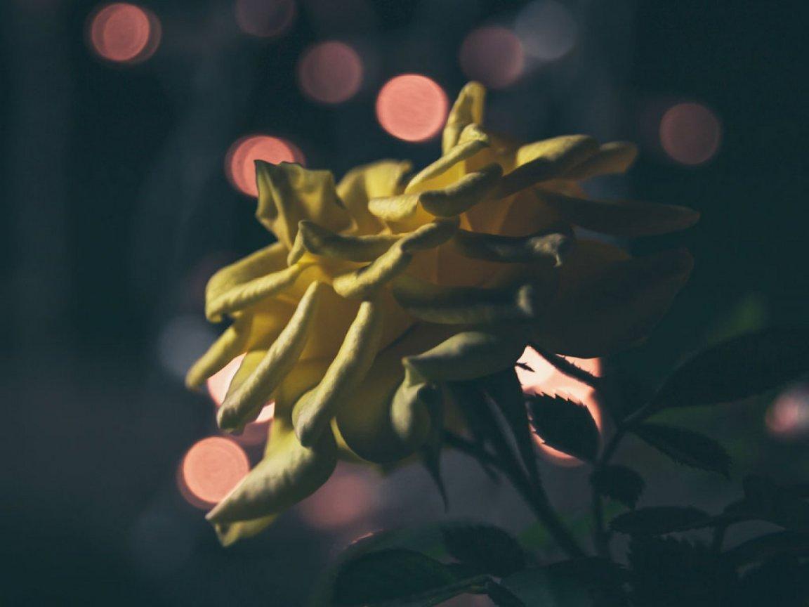 ดอกกุหลาบสีเหลืองยามค่ำคืน