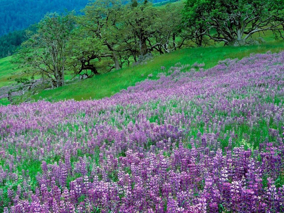 ภาพพื้นหลัง No.11043:รูปภาพดอกไม้สวยๆ