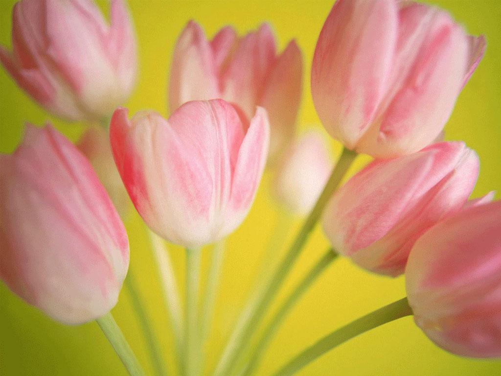 ภาพพื้นหลัง No.1108:รูปภาพดอกไม้สวยๆ