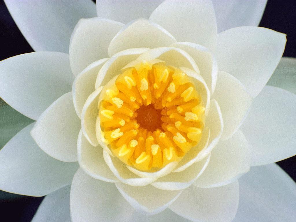 ภาพพื้นหลัง No.1109:รูปภาพดอกไม้สวยๆ