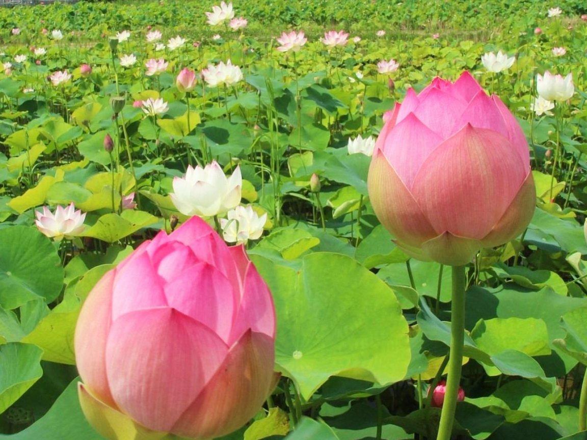 ภาพพื้นหลัง No.11126:รูปภาพดอกไม้สวยๆ