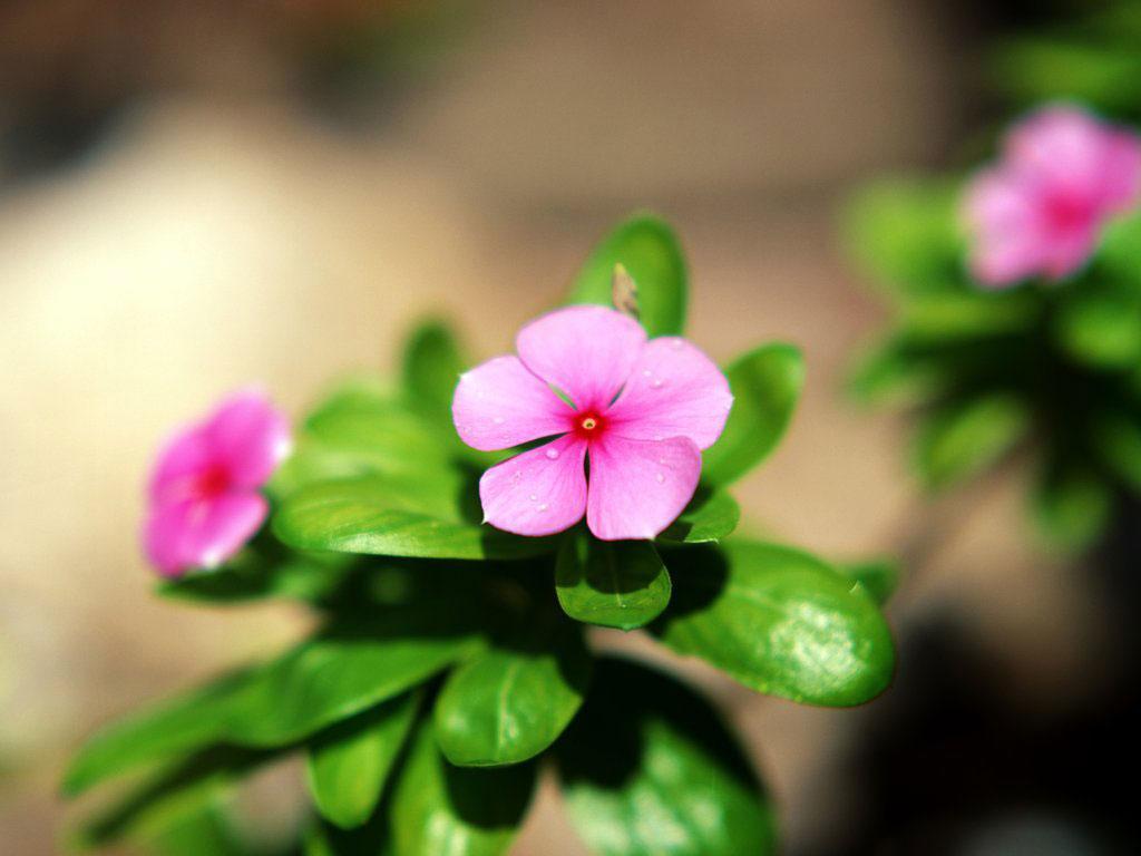 ภาพพื้นหลัง No.1121:รูปภาพดอกไม้สวยๆ