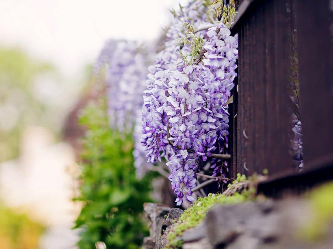 ภาพพื้นหลัง No.11674:รูปภาพดอกไม้สวยๆ