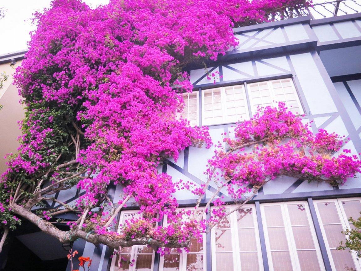 ภาพพื้นหลัง No.11692:รูปภาพดอกไม้สวยๆ