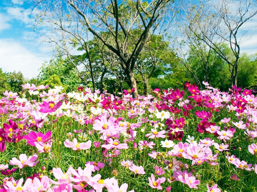 ภาพพื้นหลัง No.1179:รูปภาพดอกไม้สวยๆ