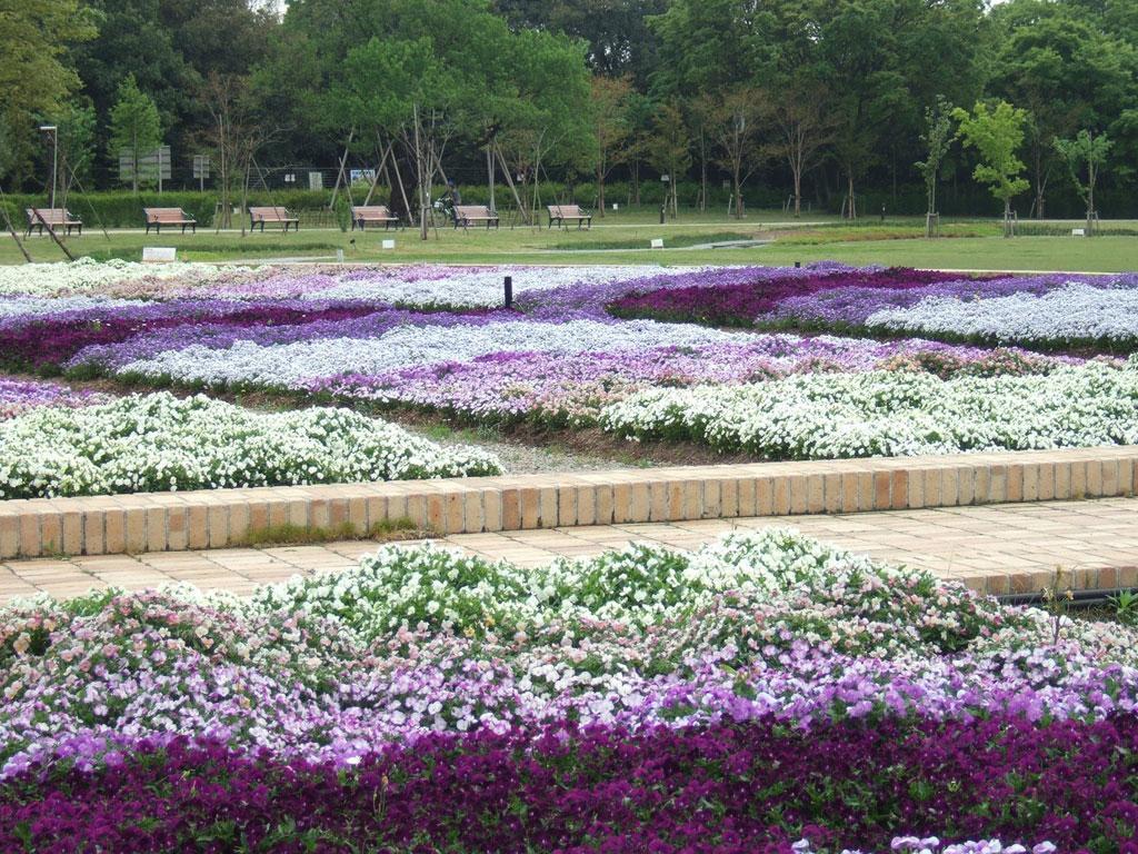 ภาพพื้นหลัง No.1182:ภาพธรรมชาติ