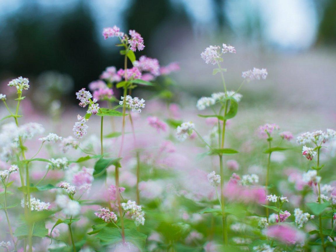ภาพพื้นหลัง No.12099:รูปภาพดอกไม้สวยๆ
