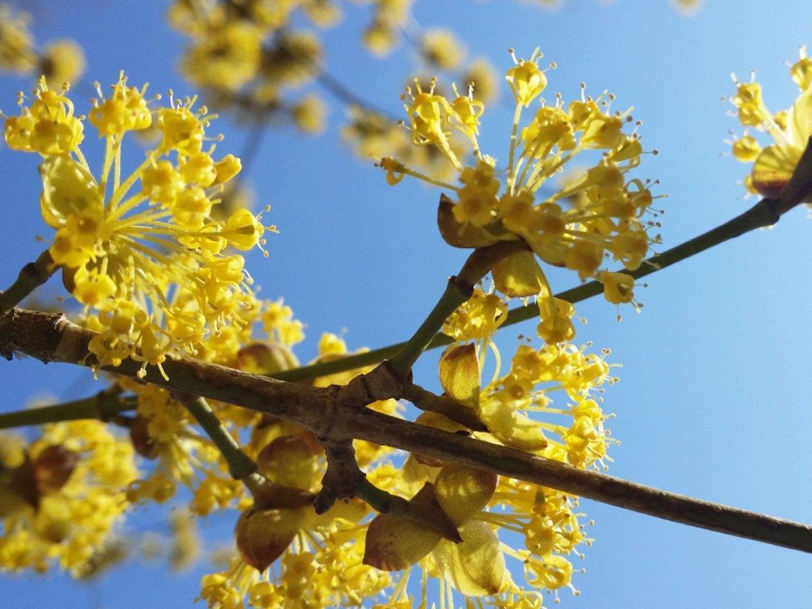 ภาพพื้นหลัง No.12159:รูปภาพดอกไม้สวยๆ