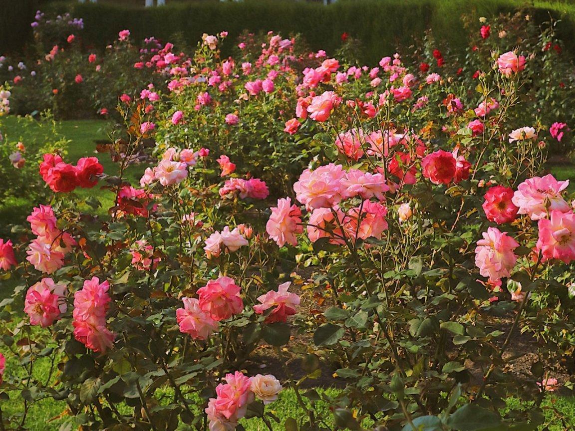 ภาพพื้นหลัง No.12571:รูปภาพดอกไม้สวยๆ