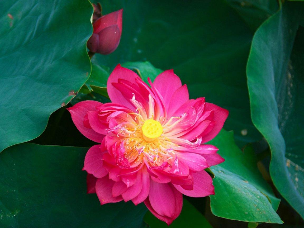 ภาพพื้นหลัง No.12584:รูปภาพดอกไม้สวยๆ