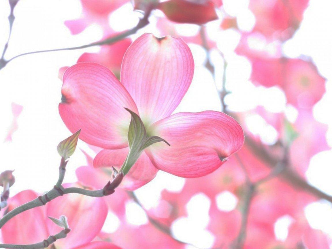 ภาพพื้นหลัง No.12634:รูปภาพดอกไม้สวยๆ