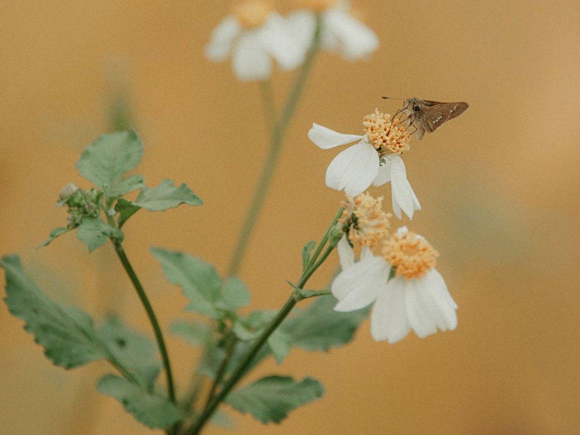 ภาพพื้นหลัง No.12637:รูปภาพดอกไม้สวยๆ