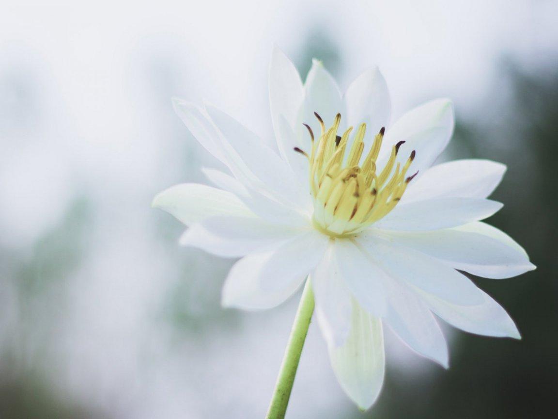 ภาพพื้นหลัง No.12686:รูปภาพดอกไม้สวยๆ