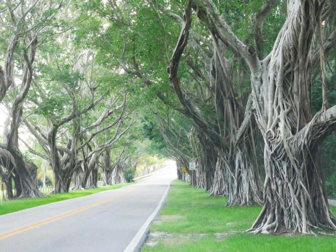 ภาพพื้นหลัง No.12935:ภาพธรรมชาติ