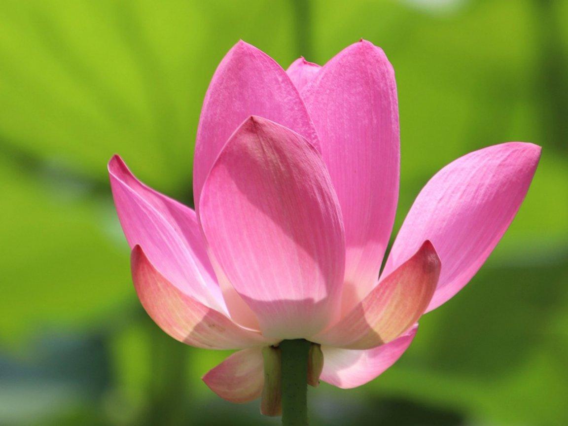 ภาพพื้นหลัง No.12980:รูปภาพดอกไม้สวยๆ