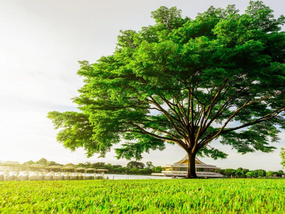ภาพพื้นหลัง No.13190:ภาพธรรมชาติ