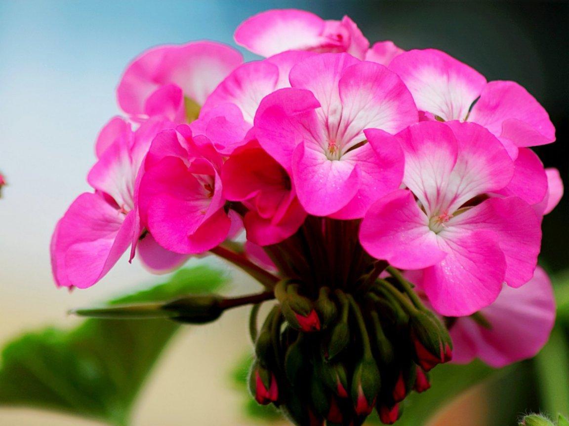 ภาพพื้นหลัง No.13196:รูปภาพดอกไม้สวยๆ