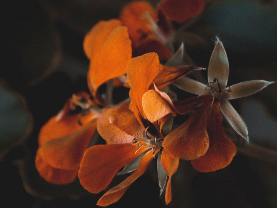 ภาพพื้นหลัง No.13323:รูปภาพดอกไม้สวยๆ