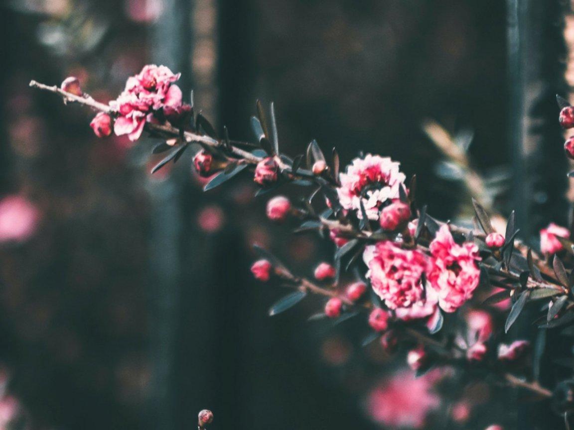 ภาพพื้นหลัง No.13335:รูปภาพดอกไม้สวยๆ