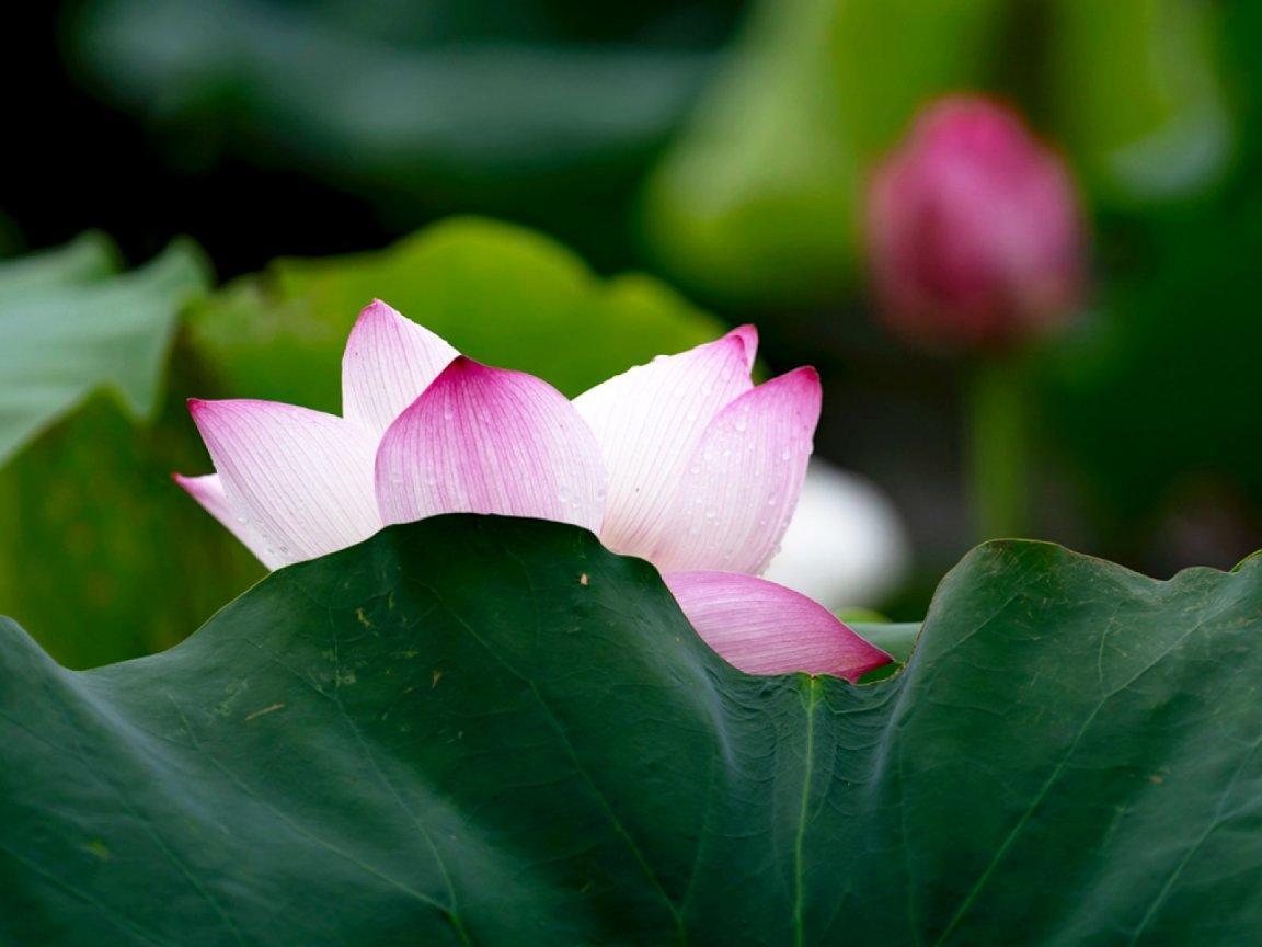 ภาพพื้นหลัง No.13457:รูปภาพดอกไม้สวยๆ
