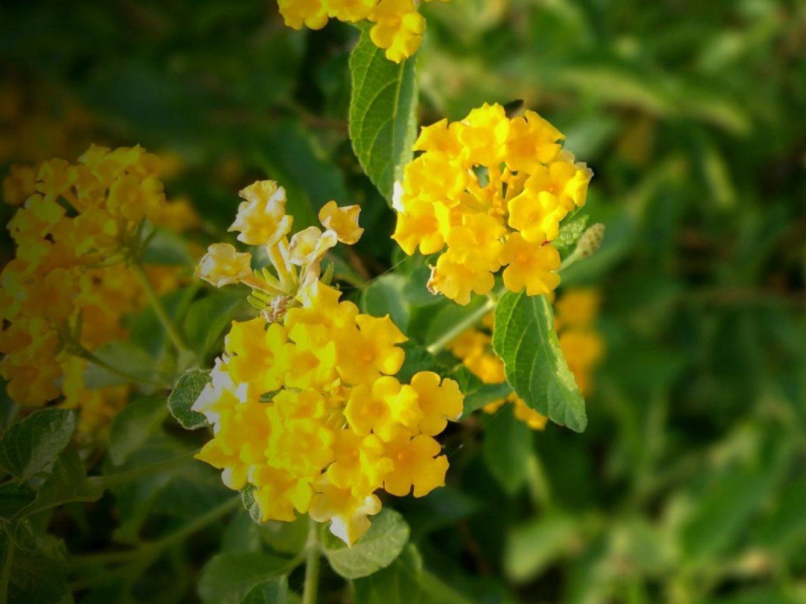 ภาพพื้นหลัง No.13614:รูปภาพดอกไม้สวยๆ