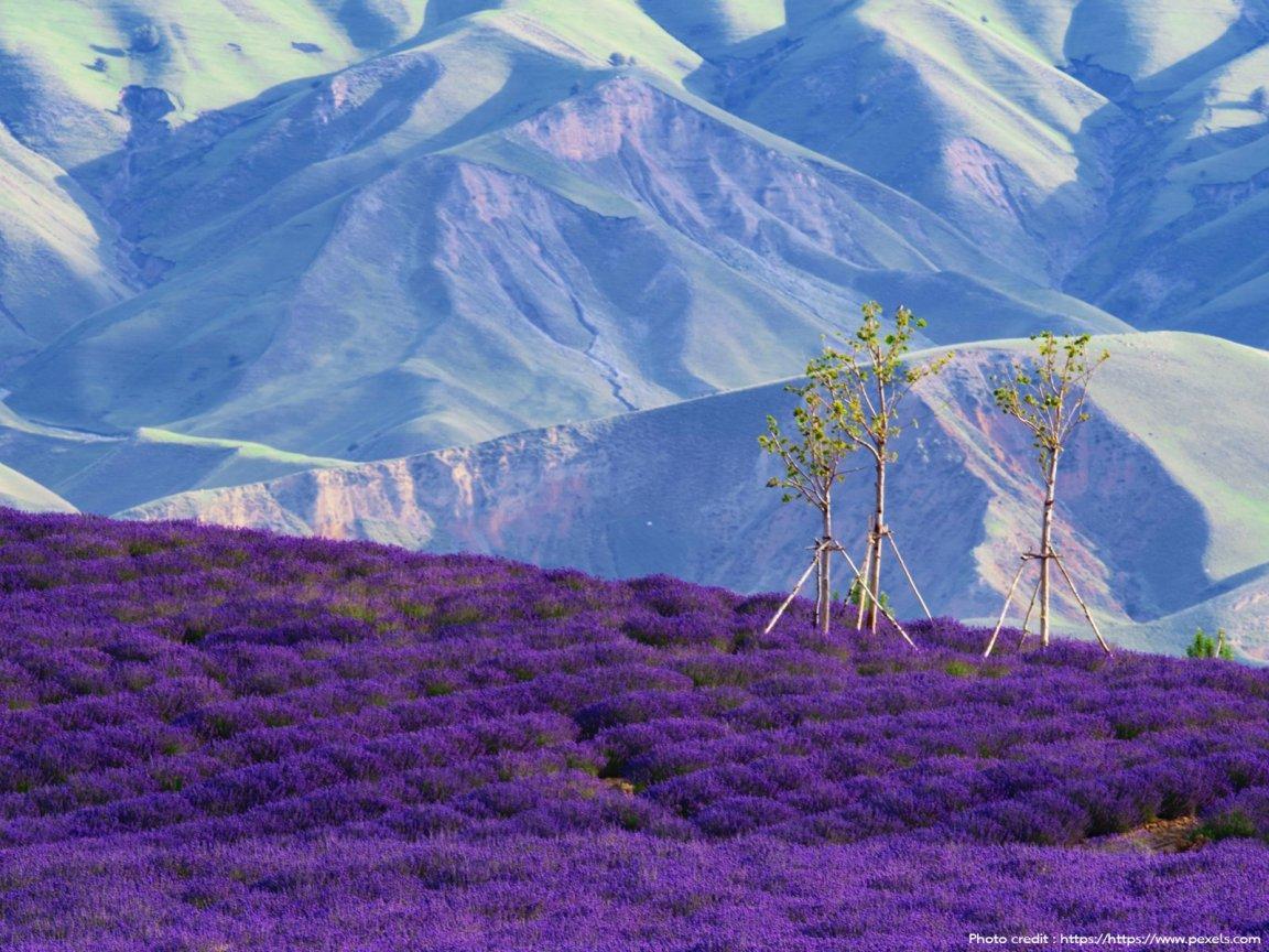 ภาพพื้นหลัง No.13675:รูปภาพดอกไม้สวยๆ