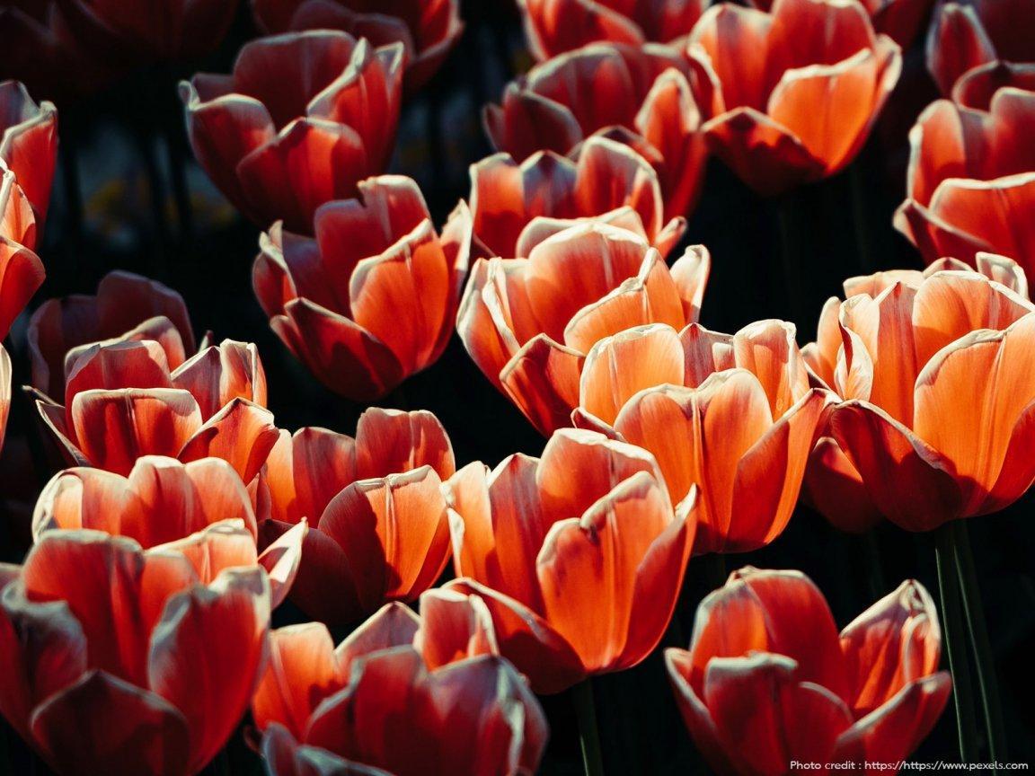 ภาพพื้นหลัง No.13689:รูปภาพดอกไม้สวยๆ
