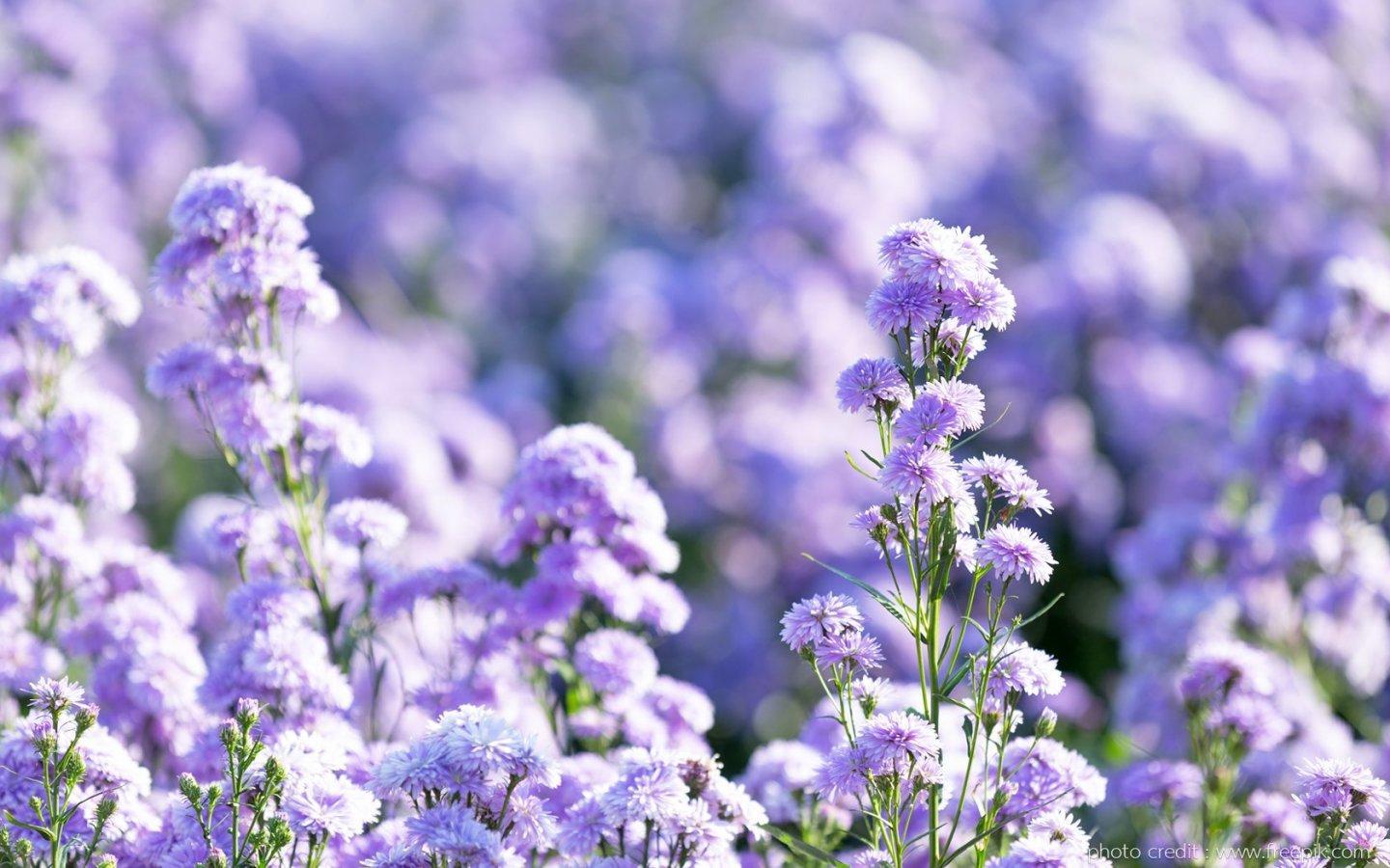 ภาพพื้นหลัง No.13725:รูปภาพดอกไม้สวยๆ