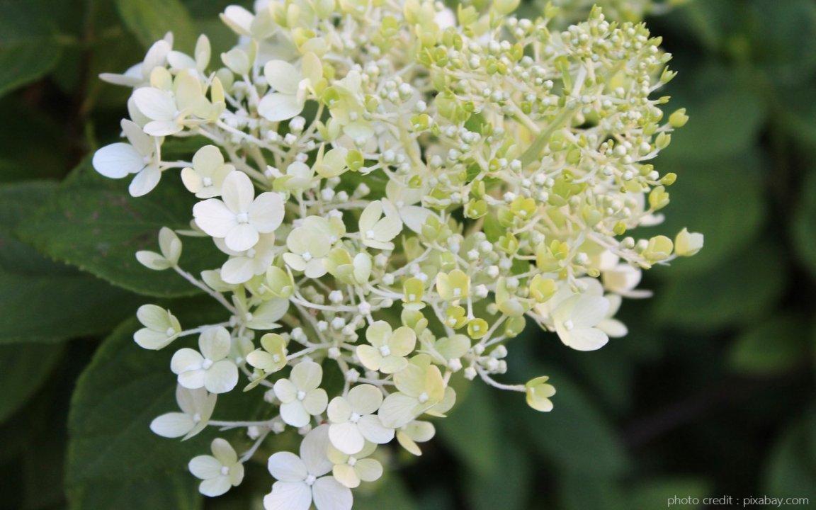 ภาพพื้นหลัง No.13749:รูปภาพดอกไม้สวยๆ
