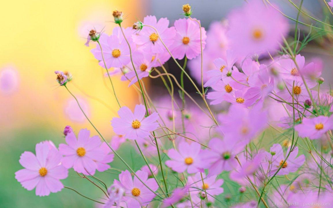 ภาพพื้นหลัง No.13750:รูปภาพดอกไม้สวยๆ