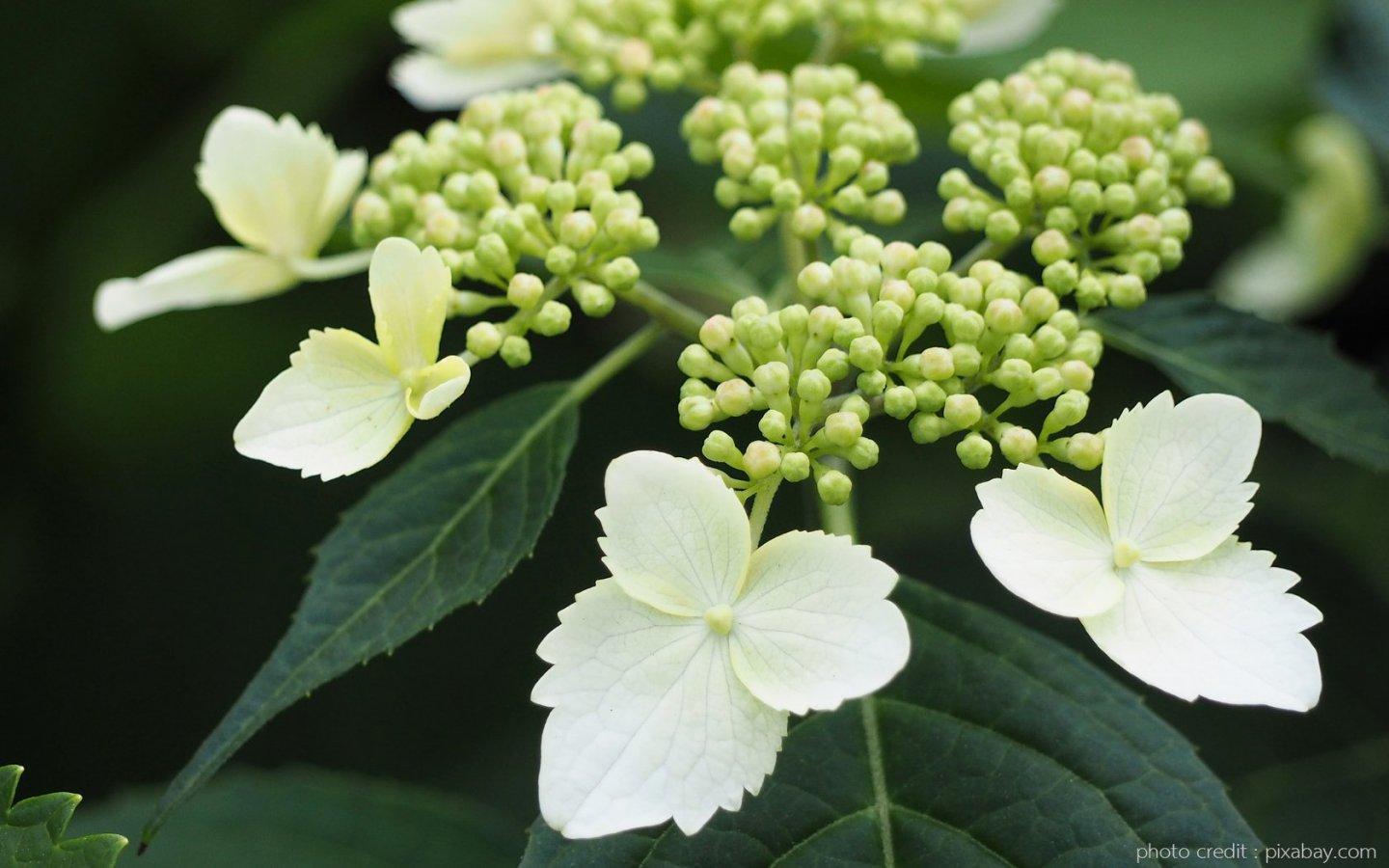 ดอกไฮเดรนเยียสีขาว