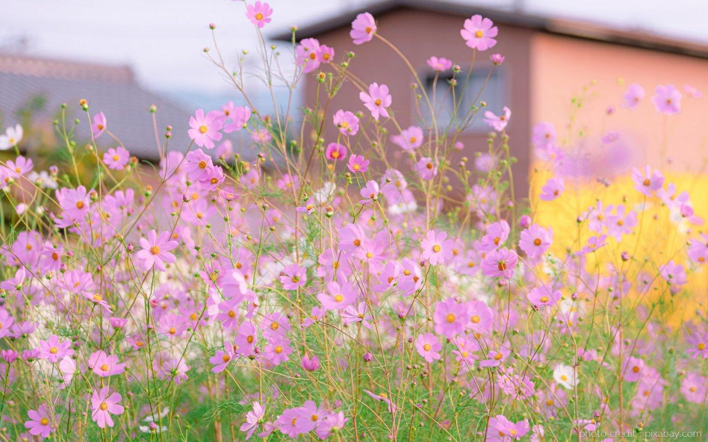 ภาพพื้นหลัง No.13752:รูปภาพดอกไม้สวยๆ