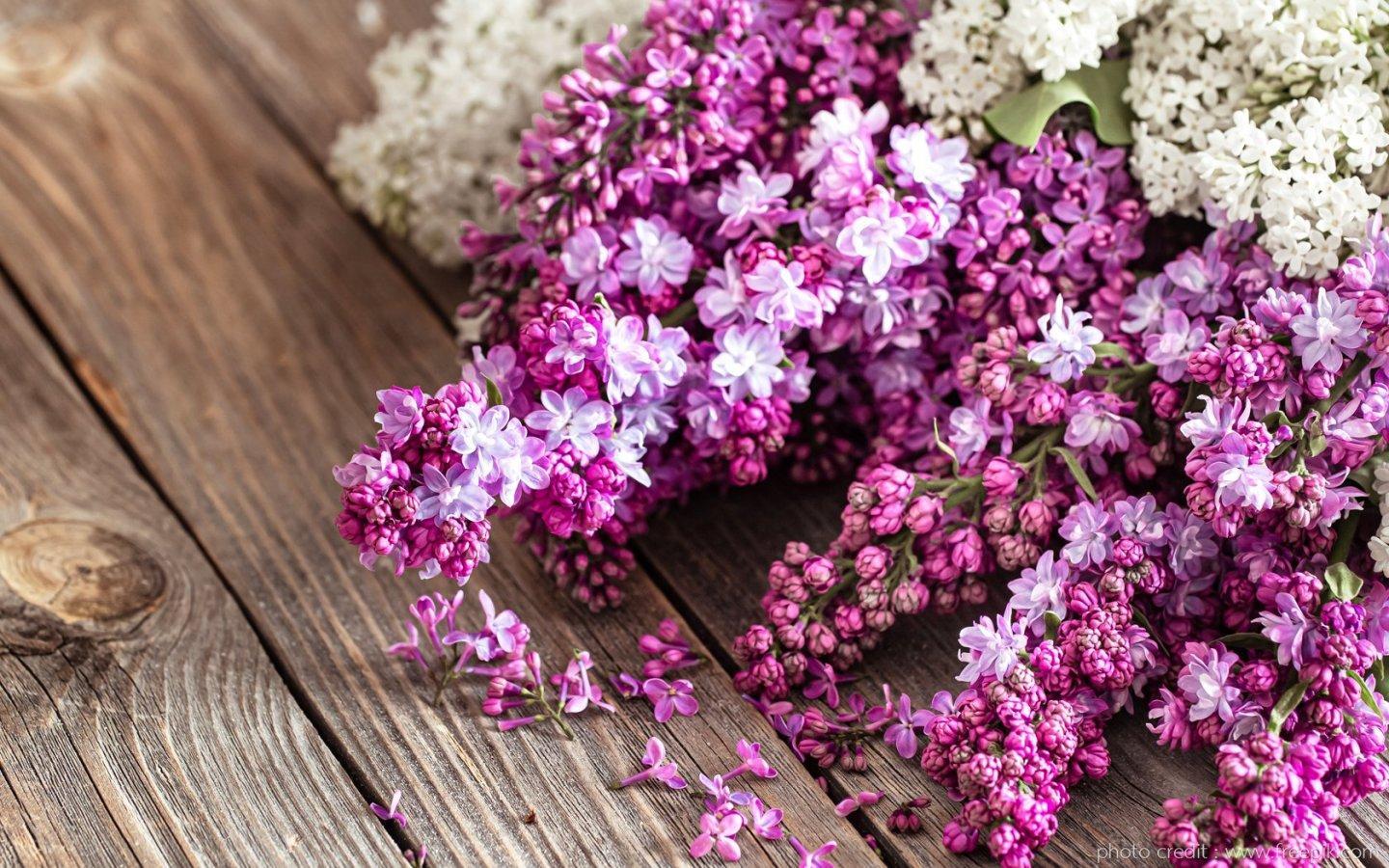 ภาพพื้นหลัง No.13757:รูปภาพดอกไม้สวยๆ
