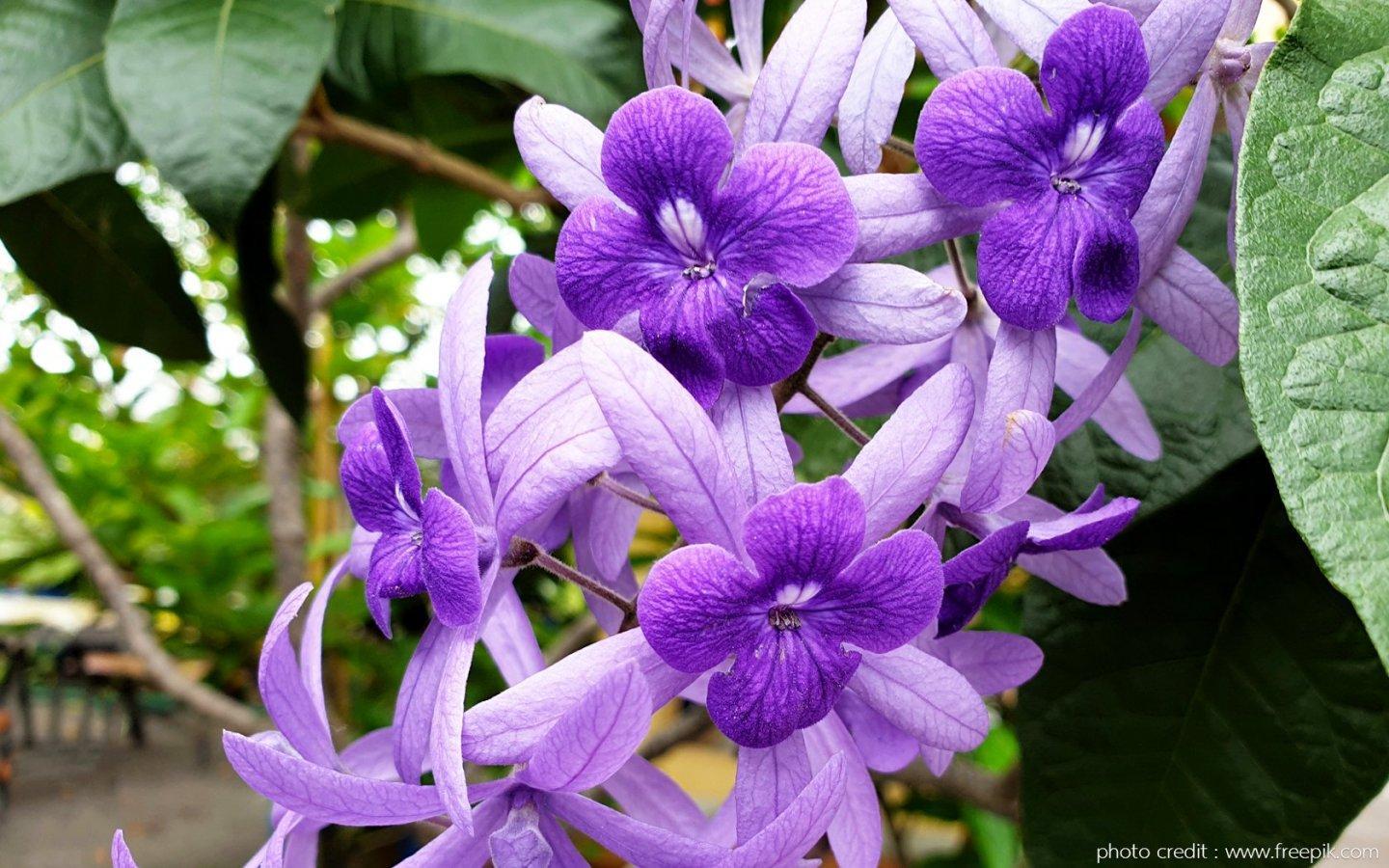 ภาพพื้นหลัง No.13767:รูปภาพดอกไม้สวยๆ