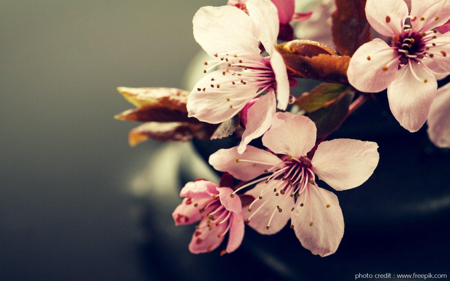 ภาพพื้นหลัง No.13778:รูปภาพดอกไม้สวยๆ