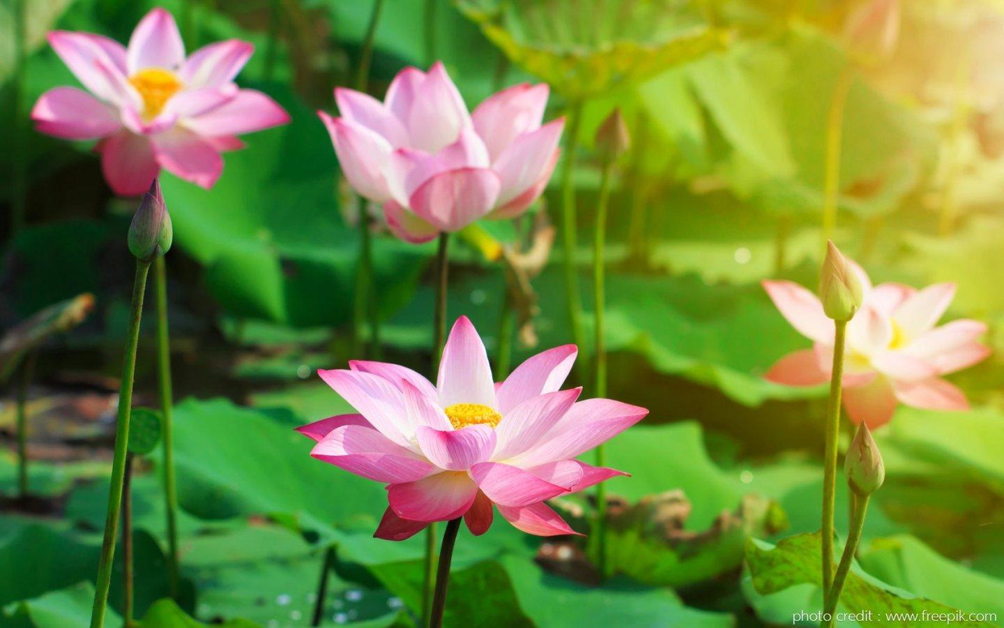 ภาพพื้นหลัง No.13780:รูปภาพดอกไม้สวยๆ