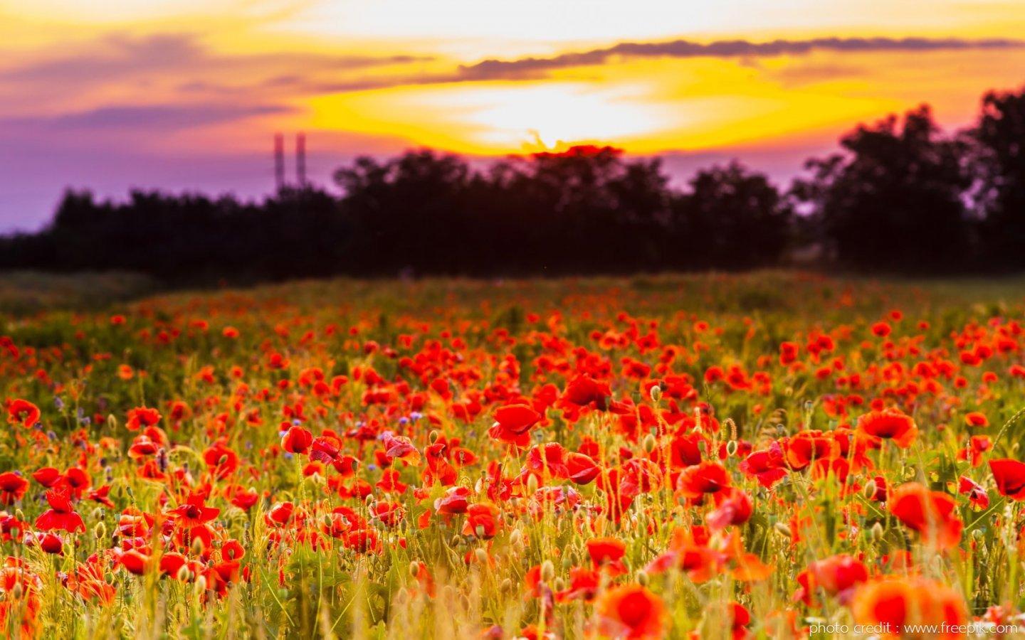 ภาพพื้นหลัง No.13796:รูปภาพดอกไม้สวยๆ